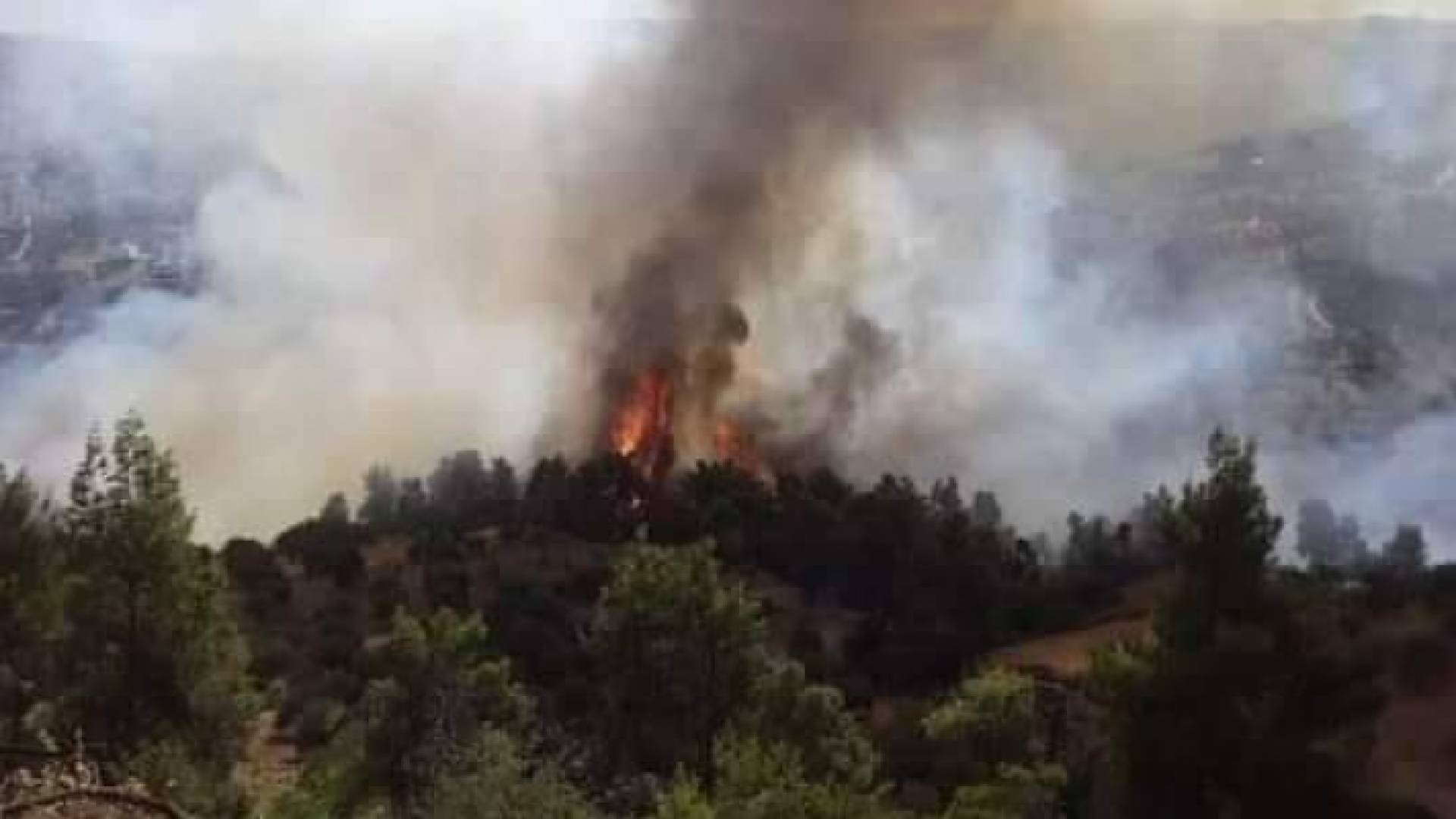 حريق أشجار حرجية ومثمرة في الأردن