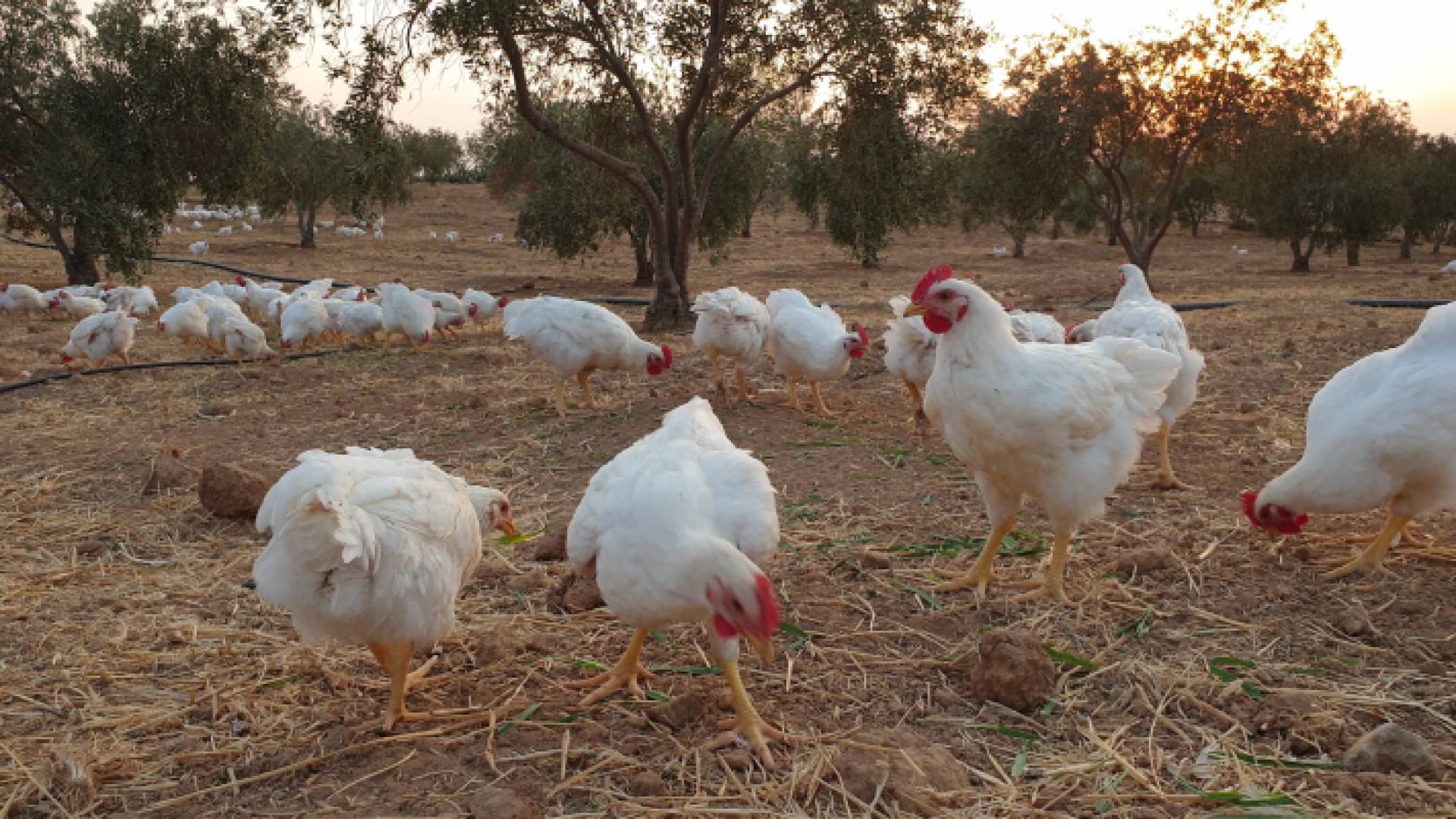 الرفق بالحيوان مصطلح نعرفه لكن ماذا عن الرفق بالدجاج؟