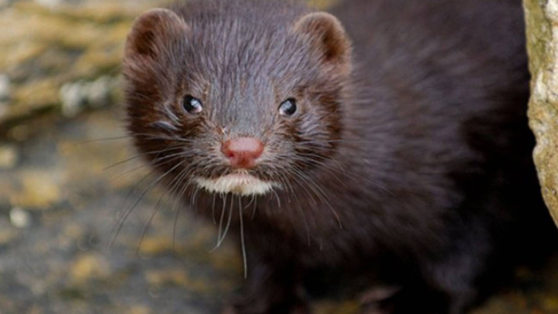 حيوان المنك