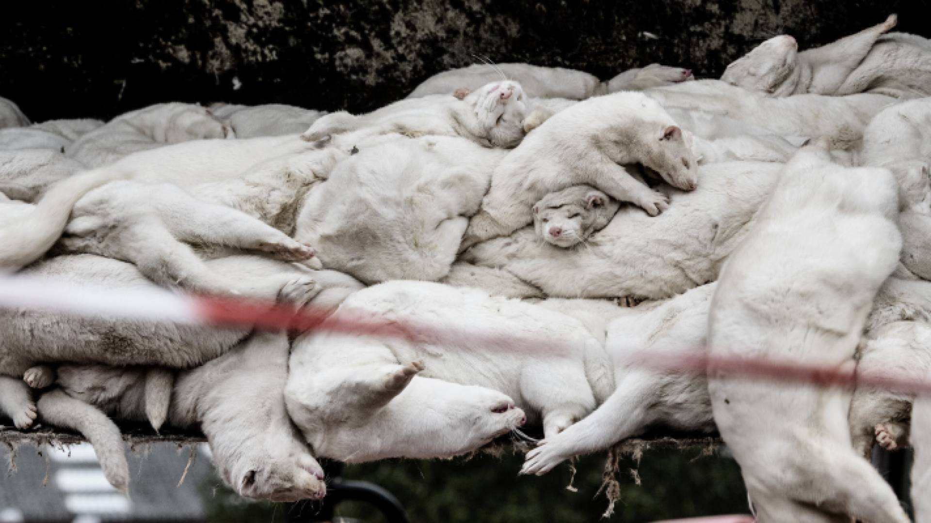 الدنمارك تعدم نحو 17 مليونا من حيوان المنك لمخاوف من سلالة جديدة لكورونا