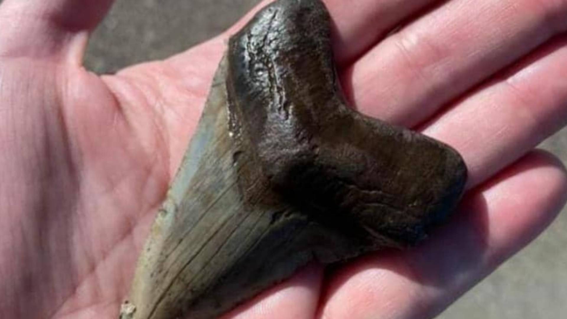 السن الذي عثرت عليه الإمرأة