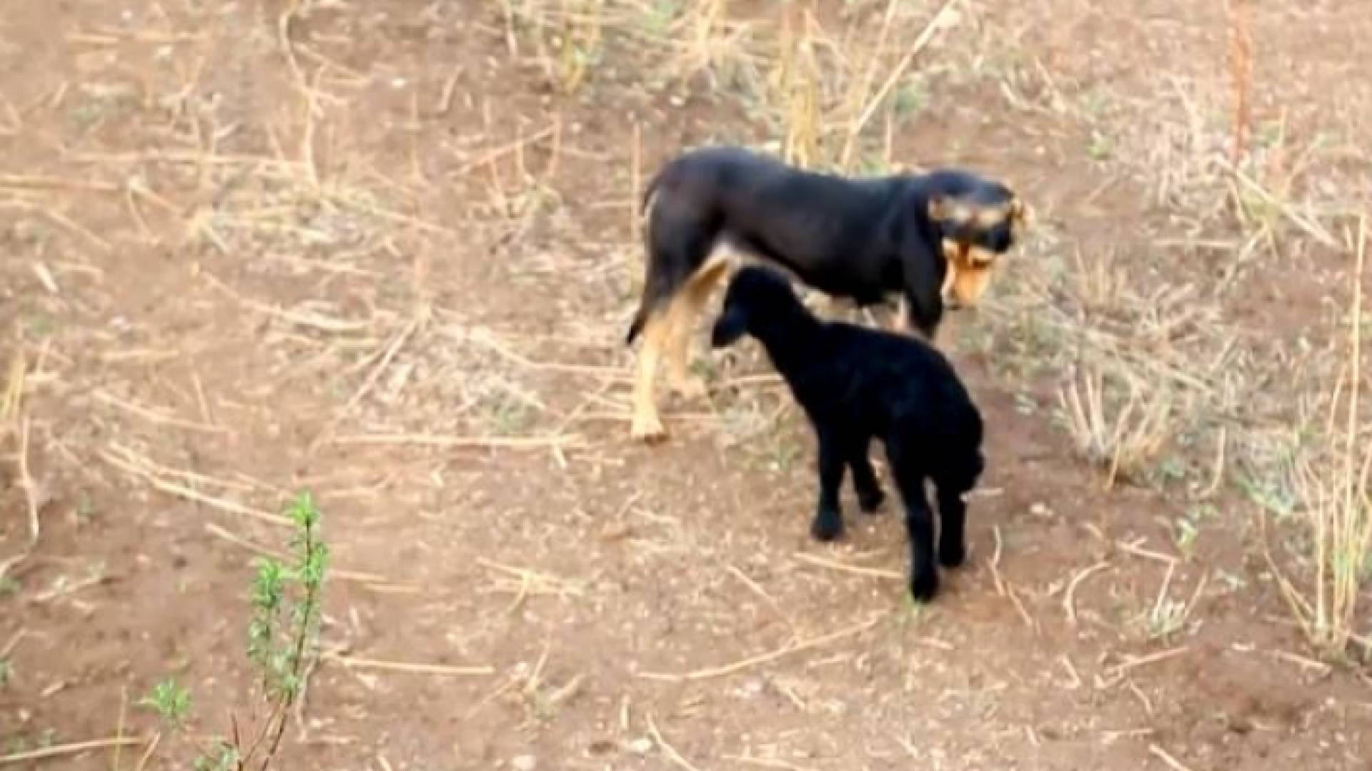 كلبة ترضع خروفا وتحميه بعدما تخلت عنه أمه ورفضته في العراق