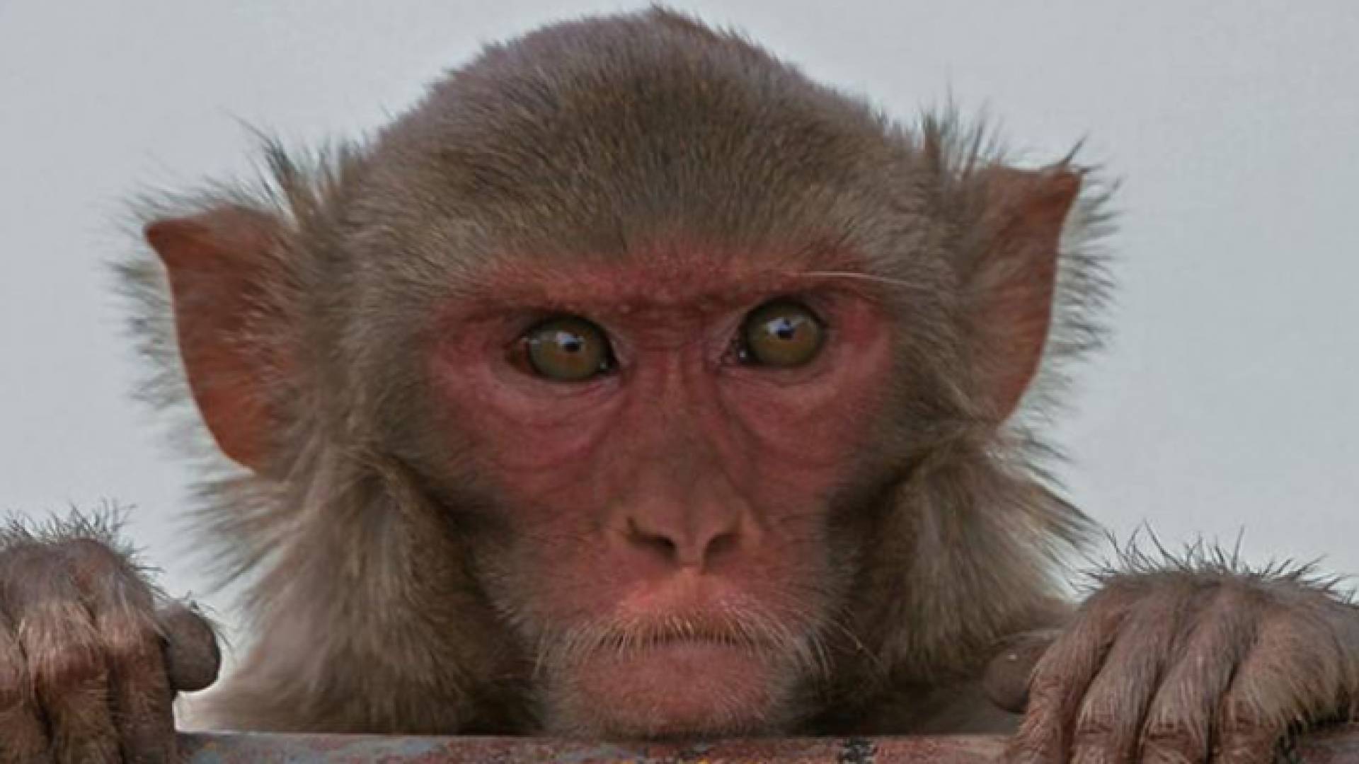 قرود المكاك