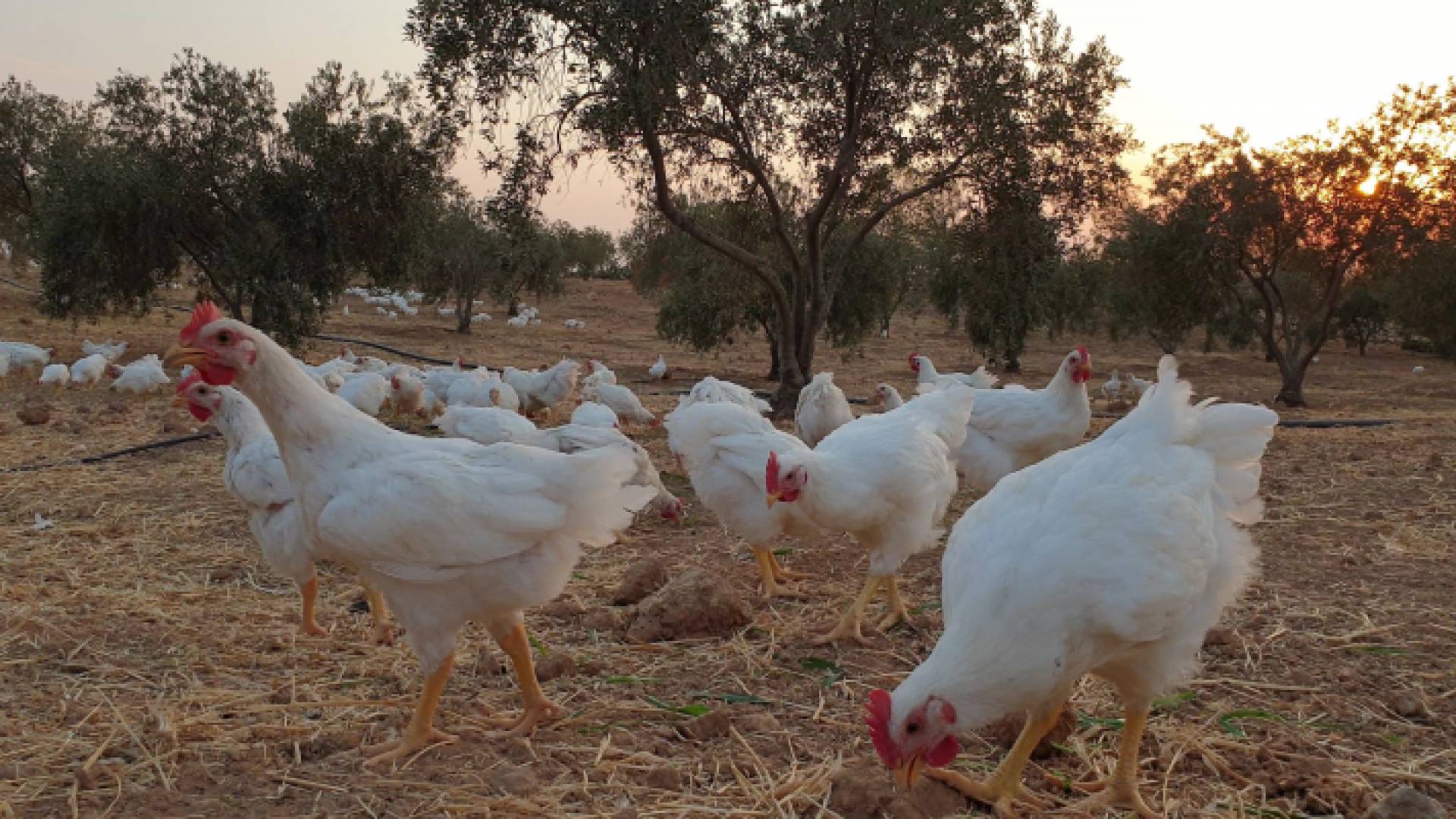 الرفق بالحيوان مصطلح نعرفه لكن ماذا عن الرفق بالدجاج؟