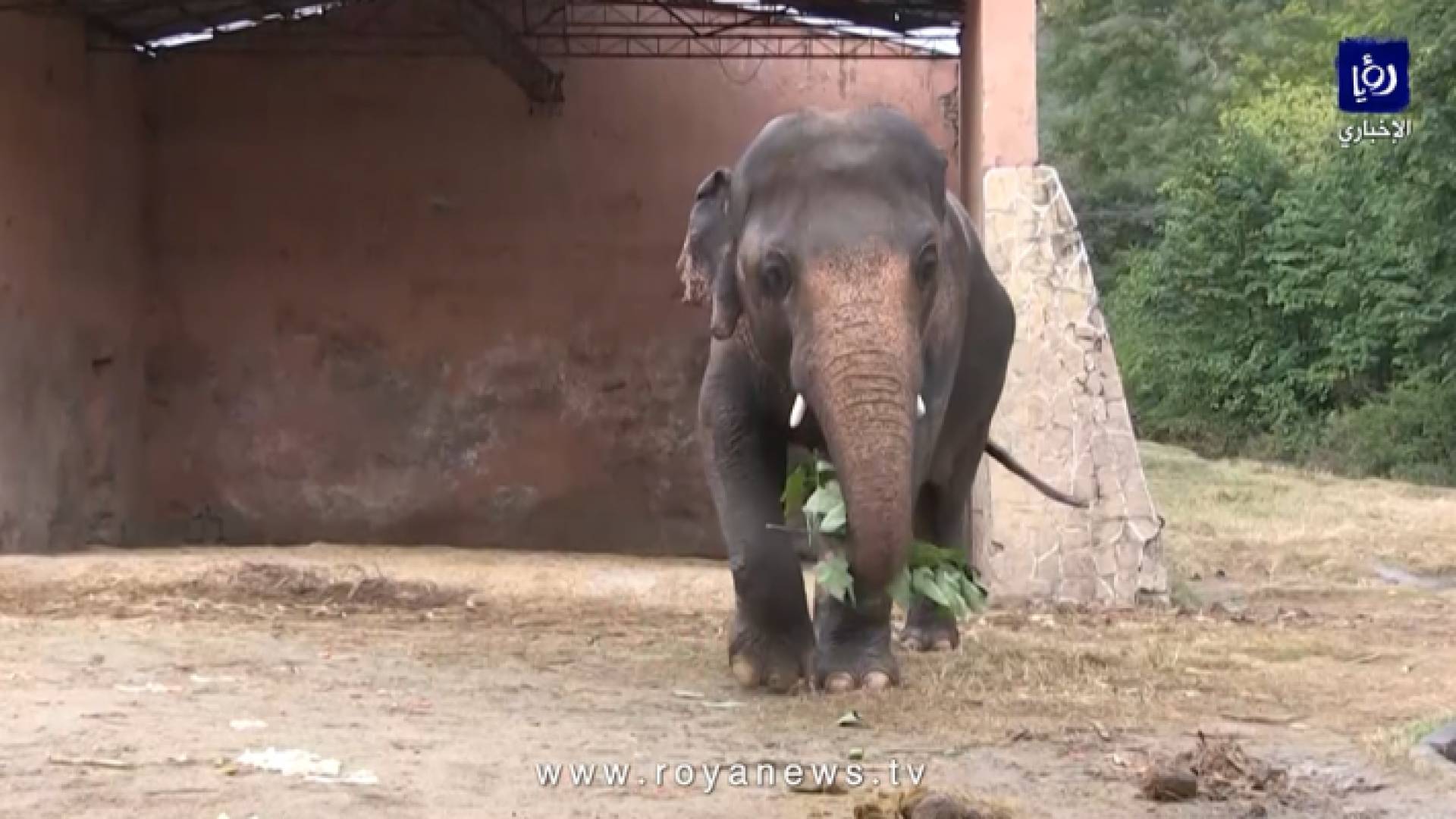 الفيل كافان