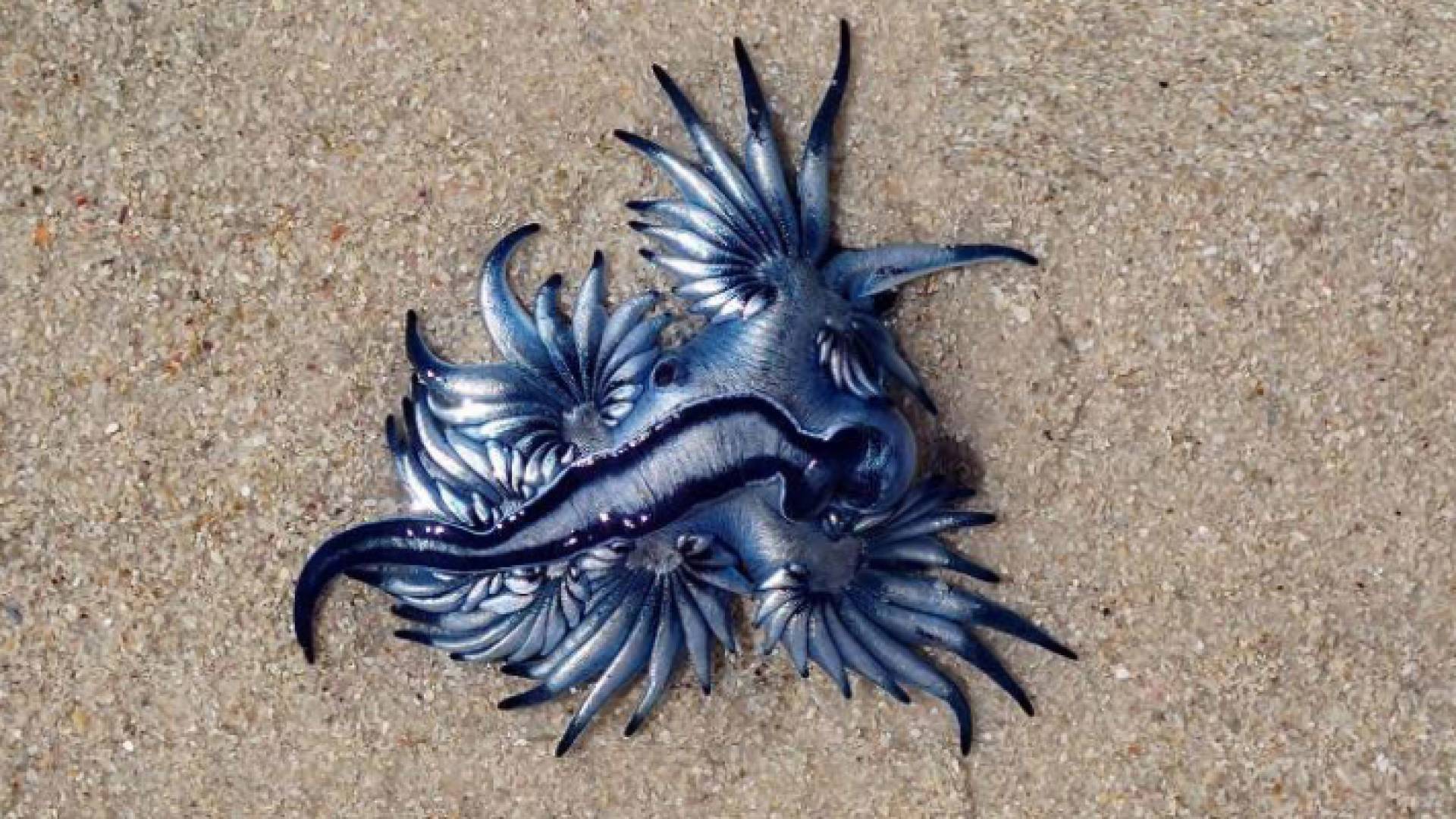 أجمل قاتل في المحيط