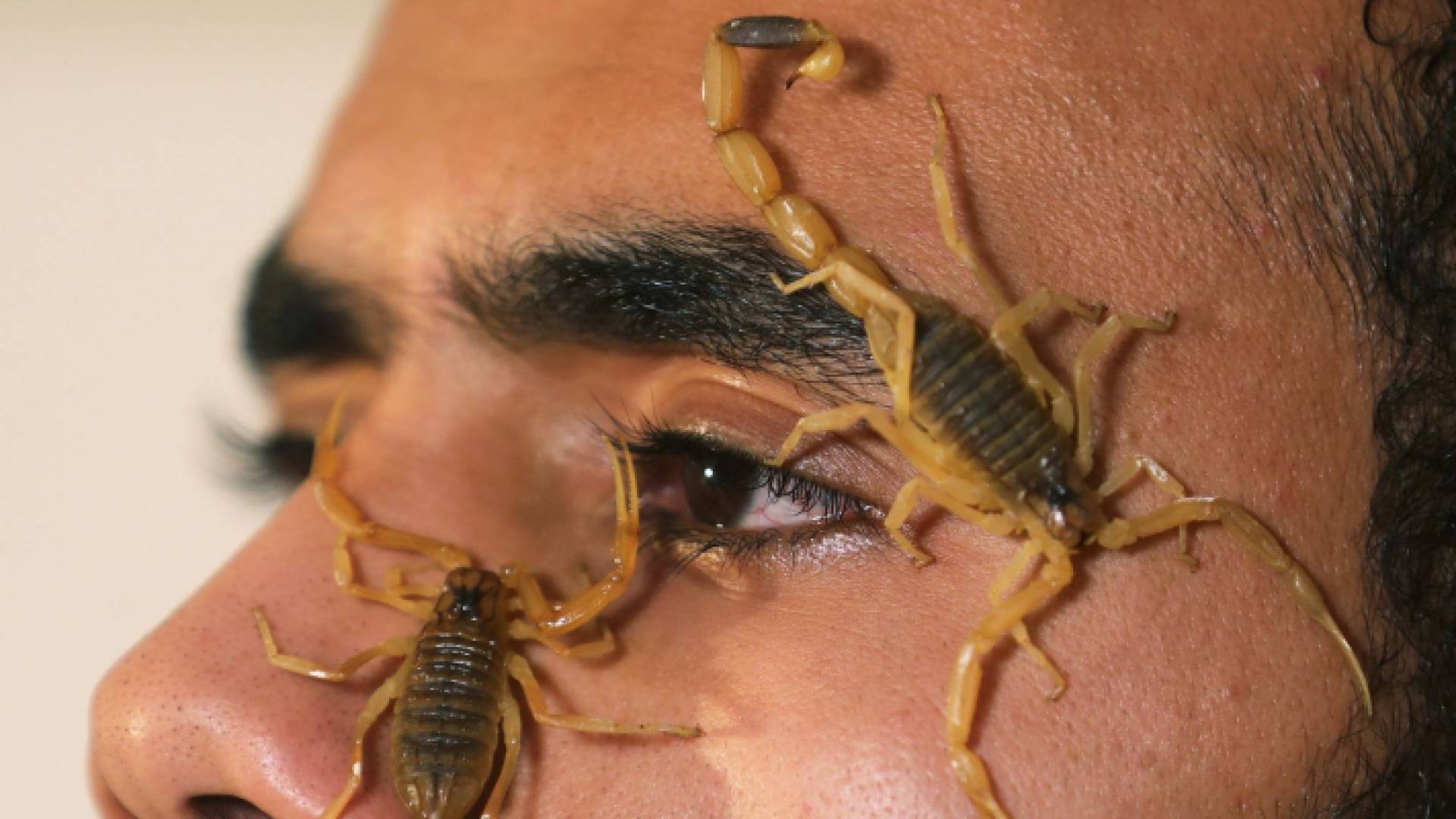 الشاب المصري