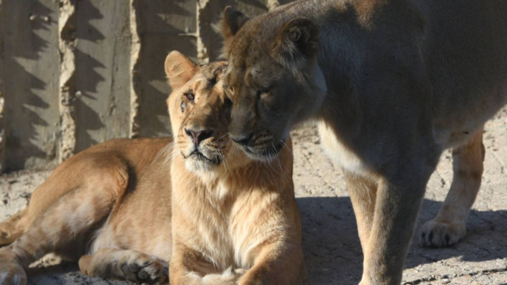 إصابة 4 أسود من حديقة برشلونة للحيوانات بفيروس كورونا