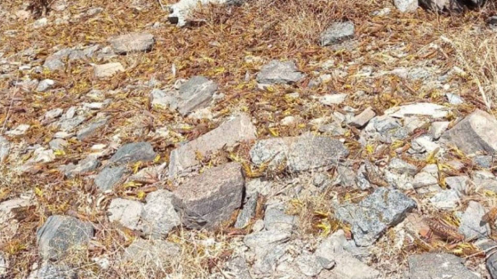 خلال مكافحة أسراب الجراد