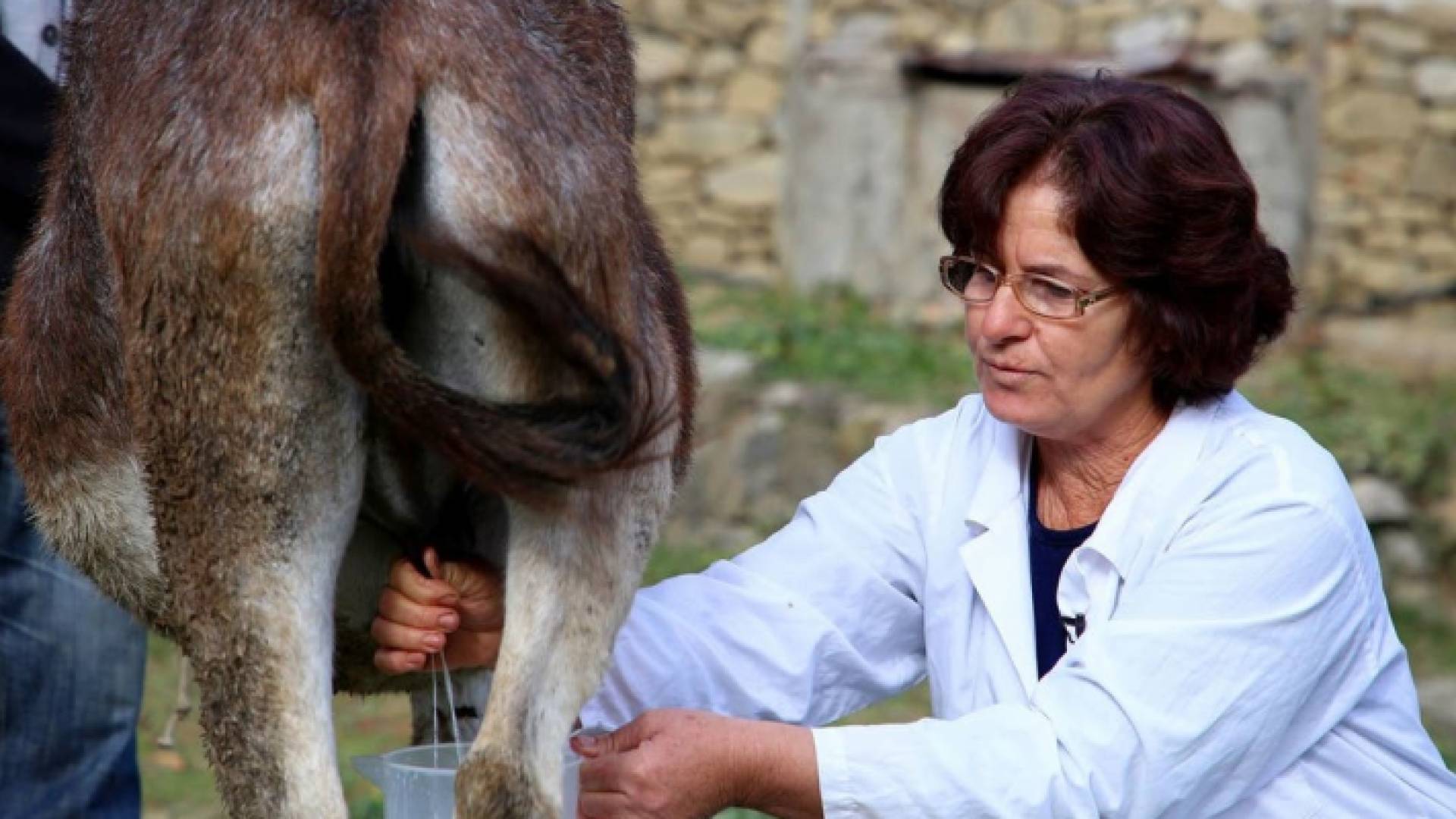 حلب أتان في المزرعة الألبانية (أ.ف.ب)