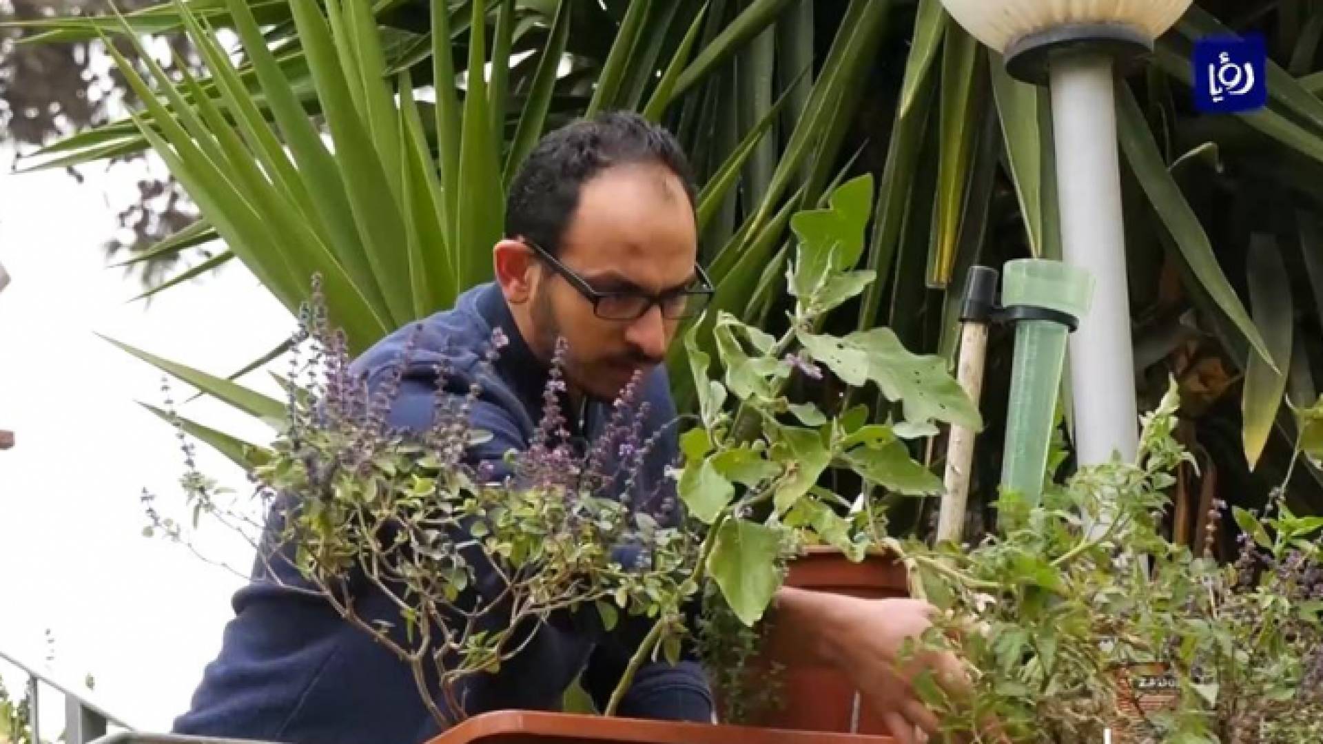 مهندس بيئي فلسطيني يزرع أصنافا متنوعة وغريبة على درج منزله