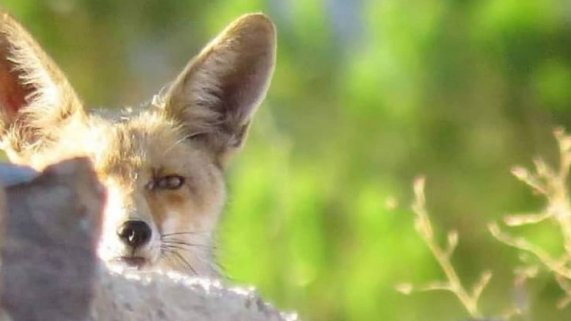 صور نادرة لثلعب "حصيني" في أحد مناطق الأردن