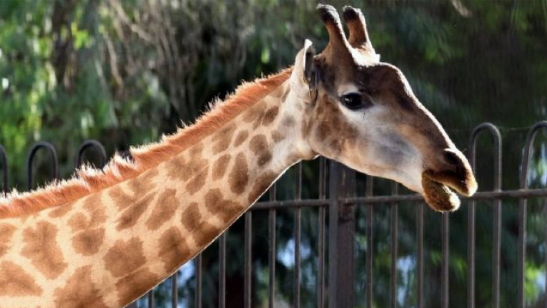 الزرافة "سنسن