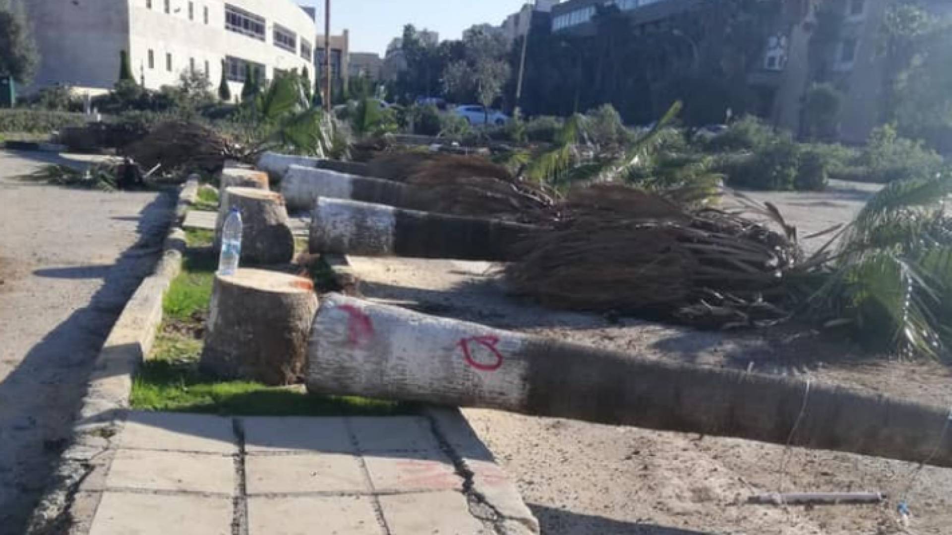 قطع أشجار في جامعة اليرموك