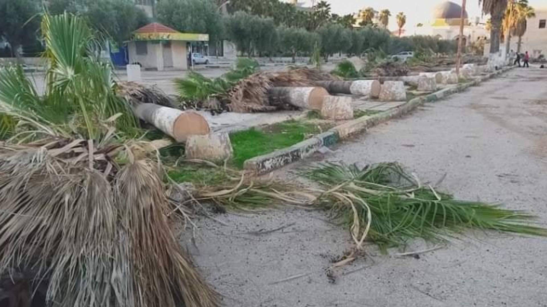 اليرموك تعدم أشجارا من عمر الجامعة.. وتعبث بذاكرة المكان