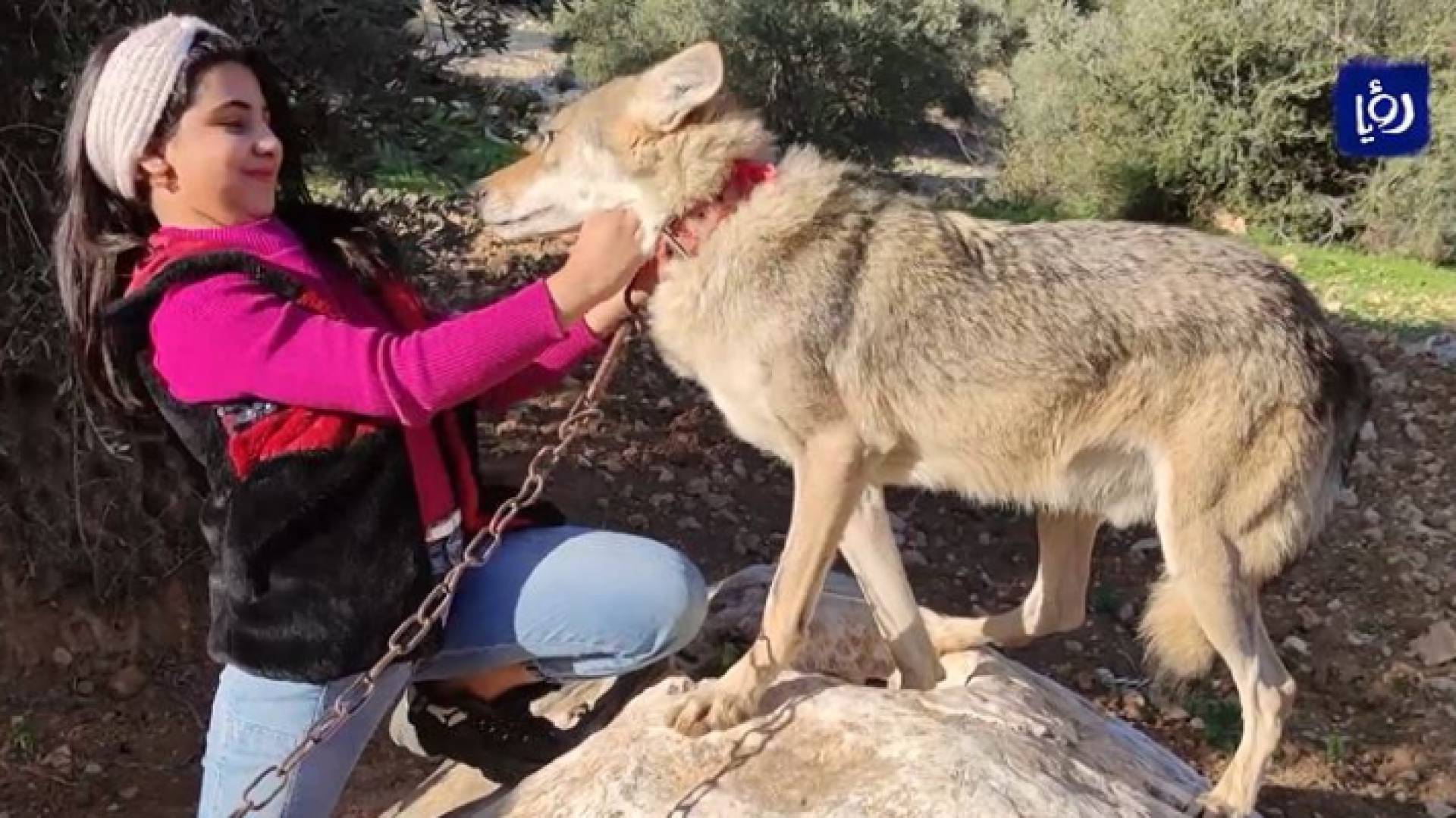 أردني وابنته يروضان صغار "الضواري" ويعتنيان بها.. قبل إعادتها إلى البرية