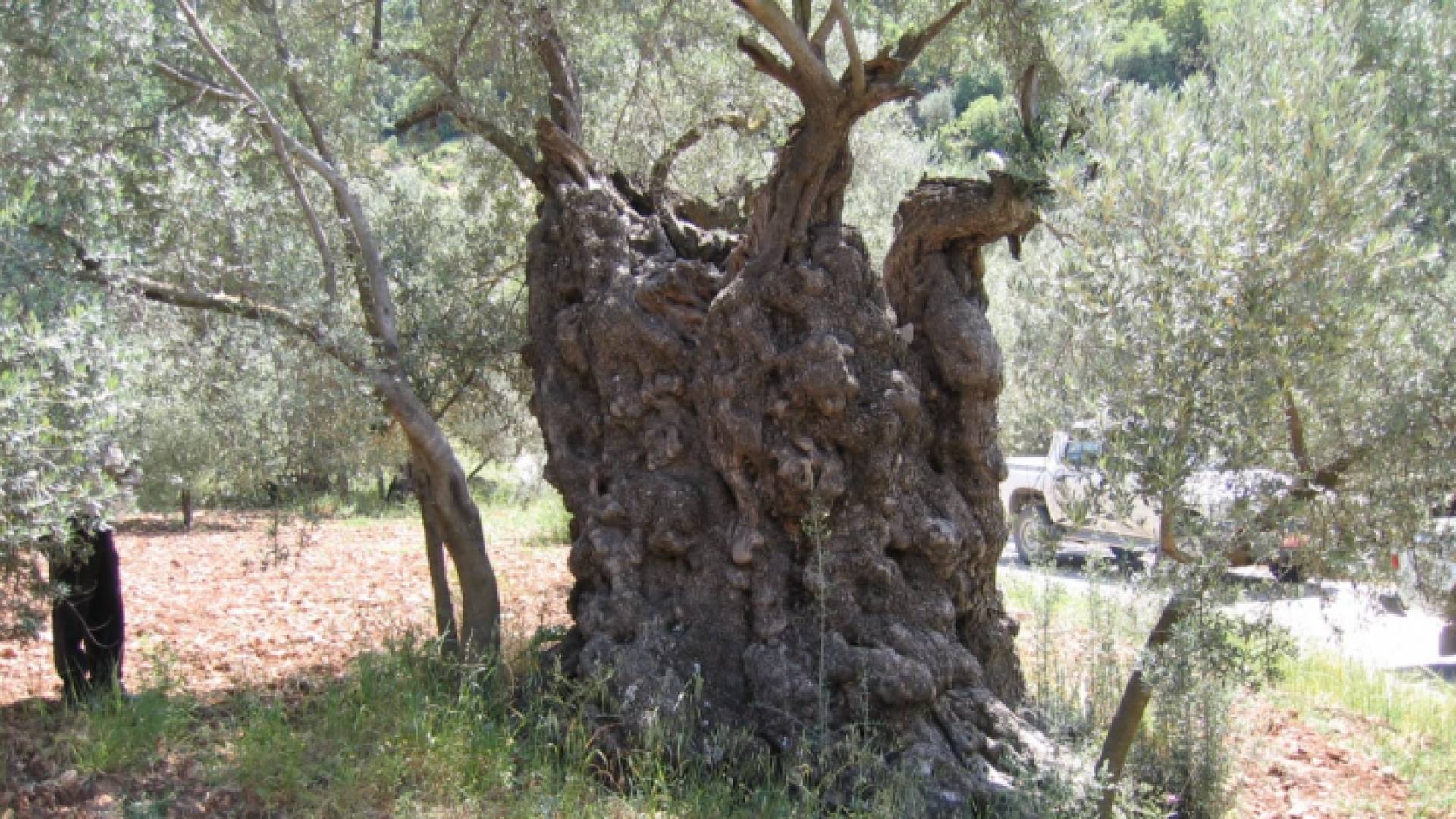 التحاليل الجينية تؤكد مركزية نشوء الزيتون في الأردن عبر العصور