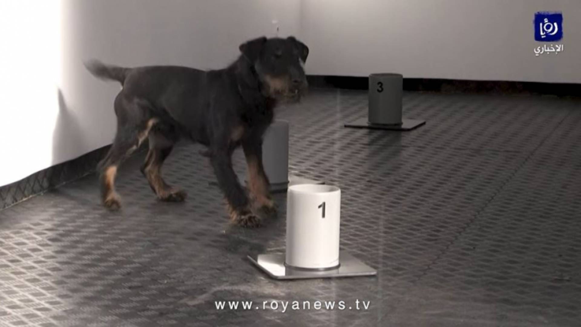 تشيكيون يدربون الكلاب على رصد الإصابات بكورونا