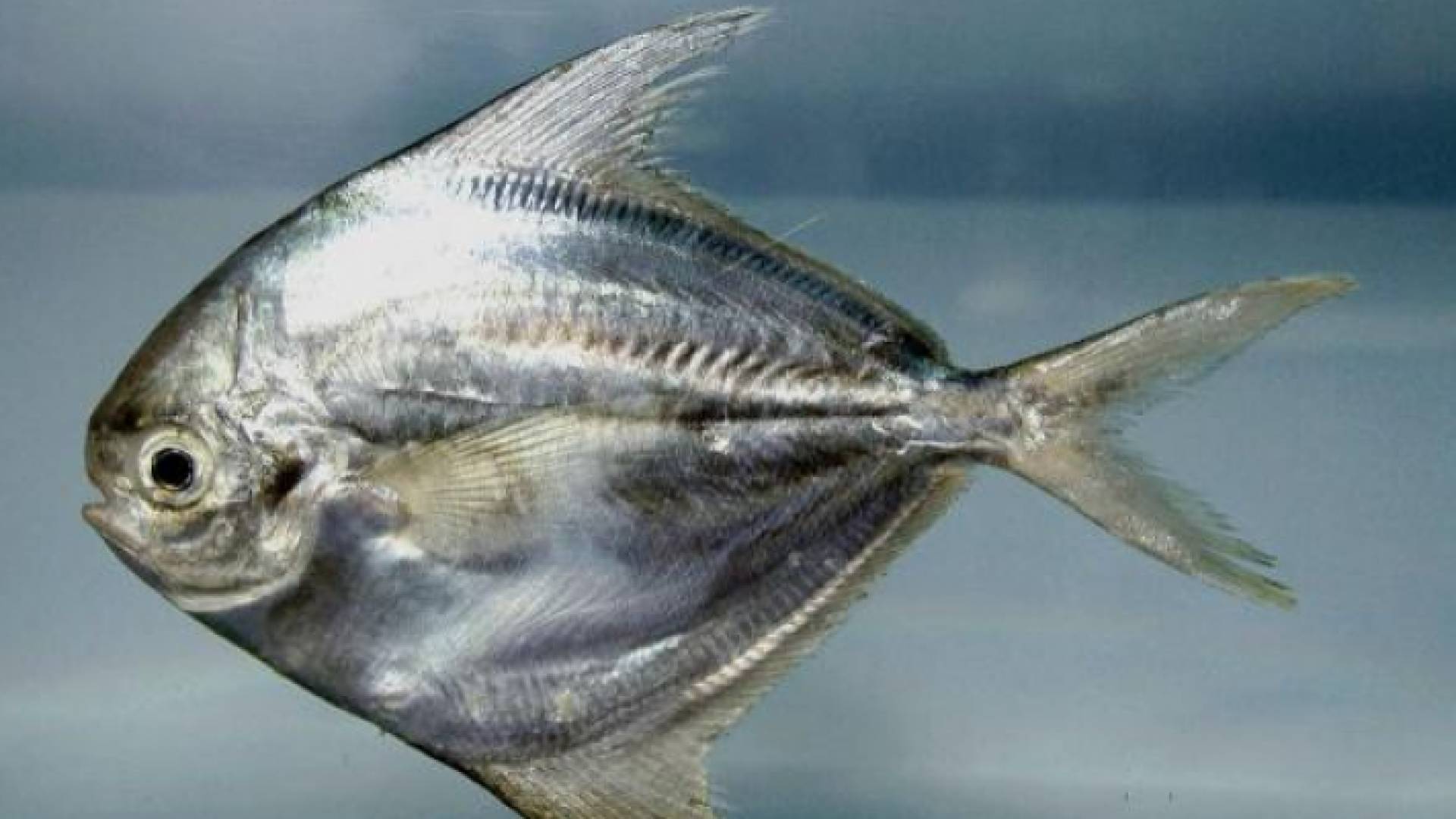 سمك الزبيدي