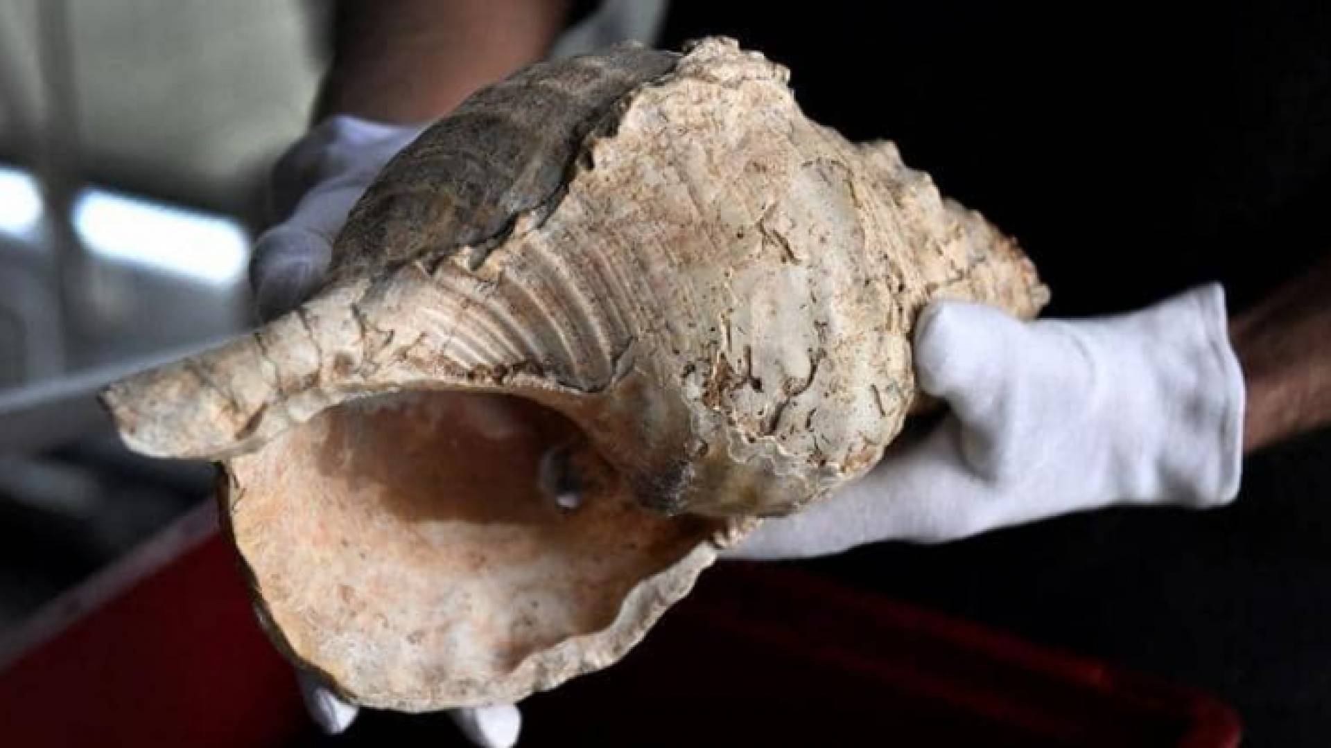 هذه المحارة كان يستخدمها الحرفيون كآلة موسيقية