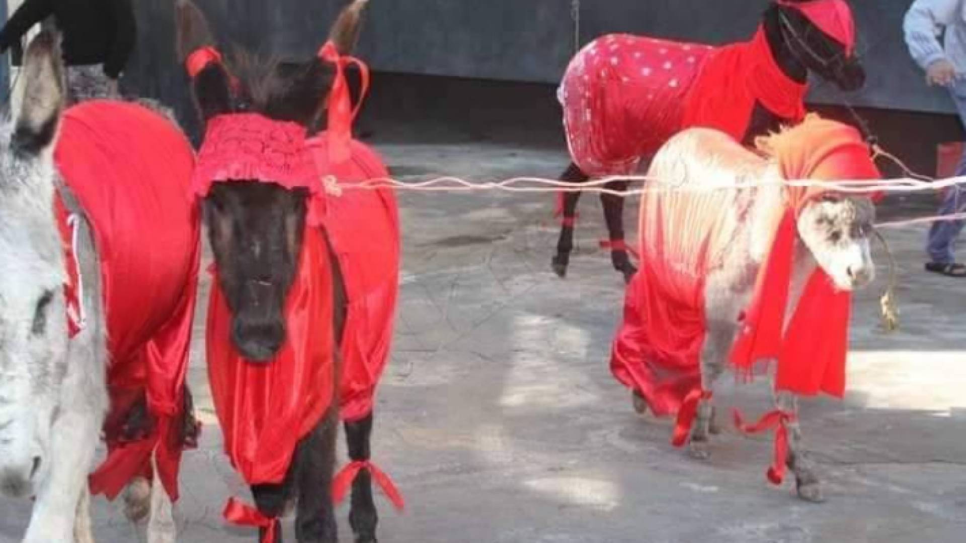 هكذا زين أردنيون "الحمير" احتفالا بعيد الحب قبل عام