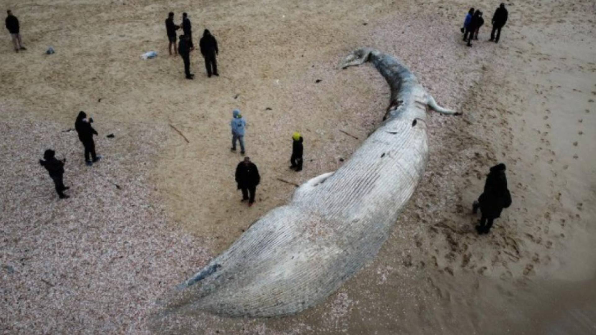 العثور على حوت ضخم نافق على شاطئ قرب عسقلان بالضفة