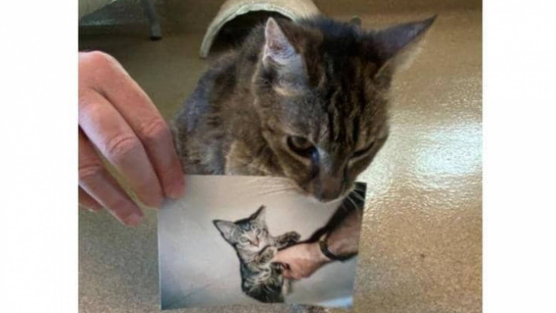 القطة مع صورتها القديمة