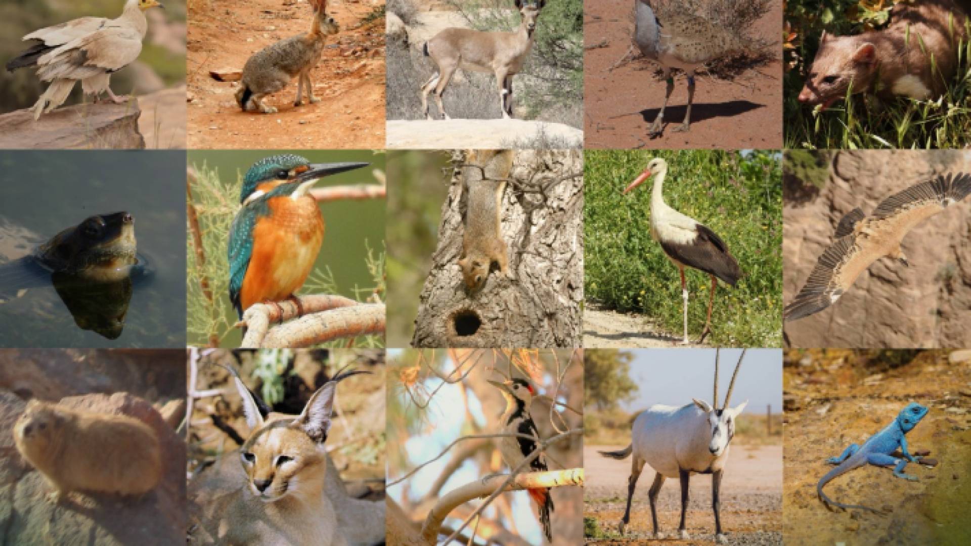 حماية الطبيعة: اليوم العالمي للأحياء البرية فرصة للتذكير بأهمية حماية التنوع الحيوي الفريد في الأردن