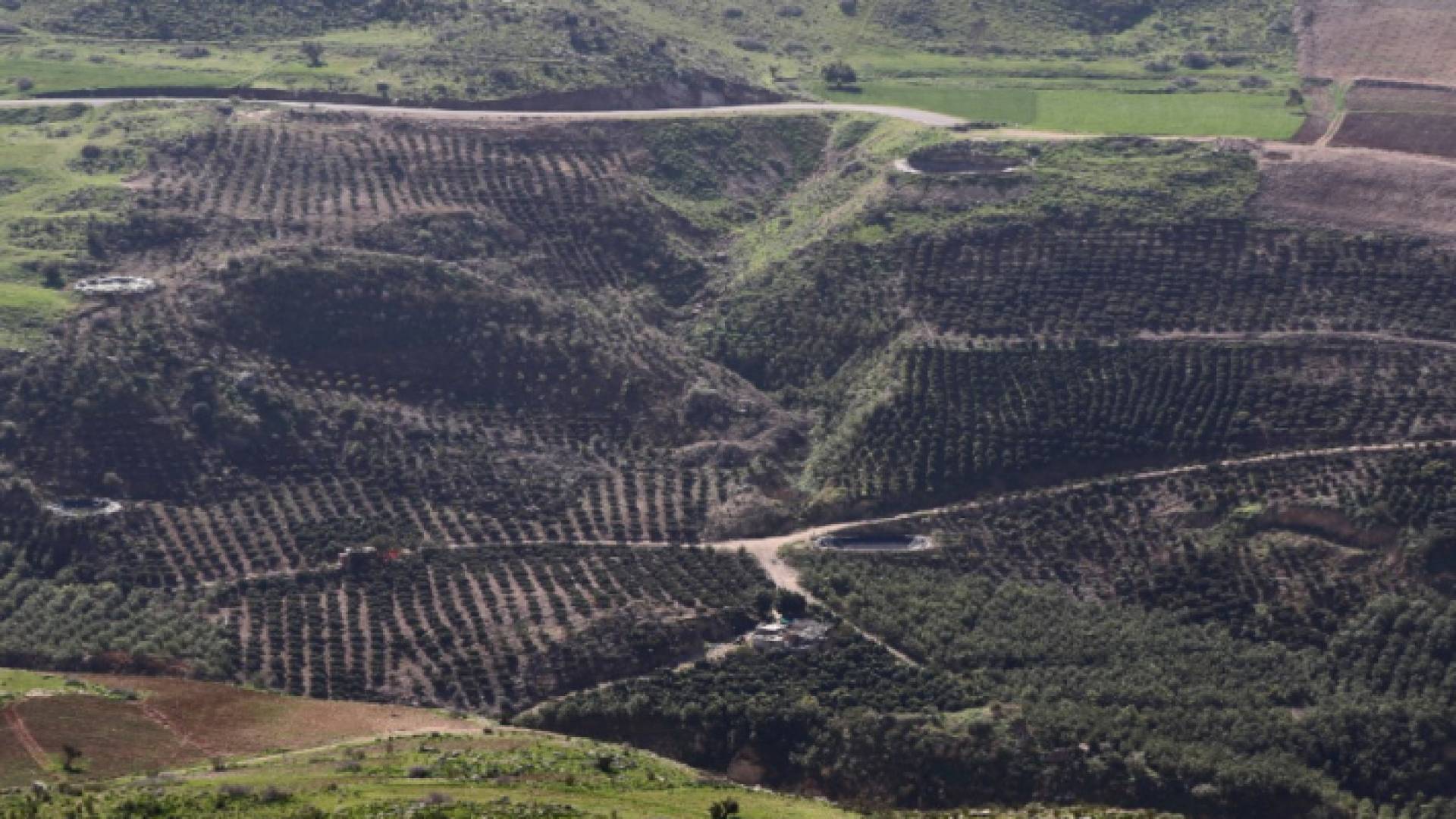 إحدى غابات عجلون