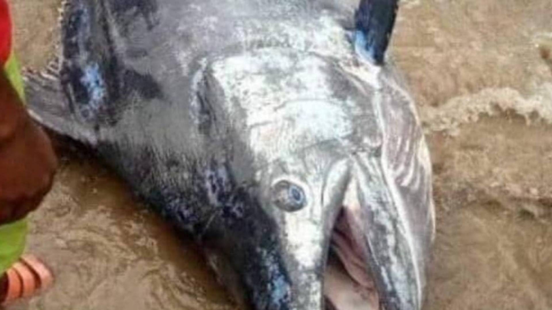 السمكة من نوع "بلو مارلن"