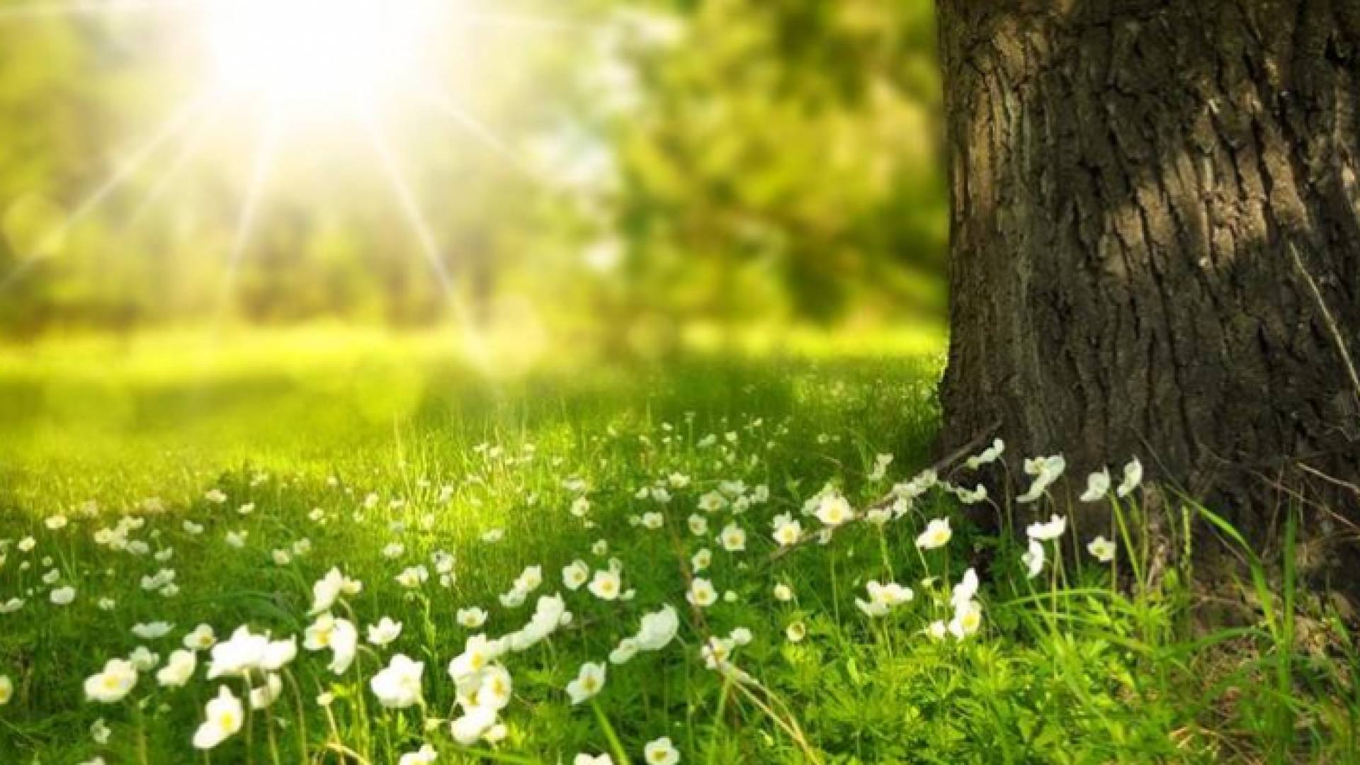 الاعتدال الربيعي يبدأ السبت