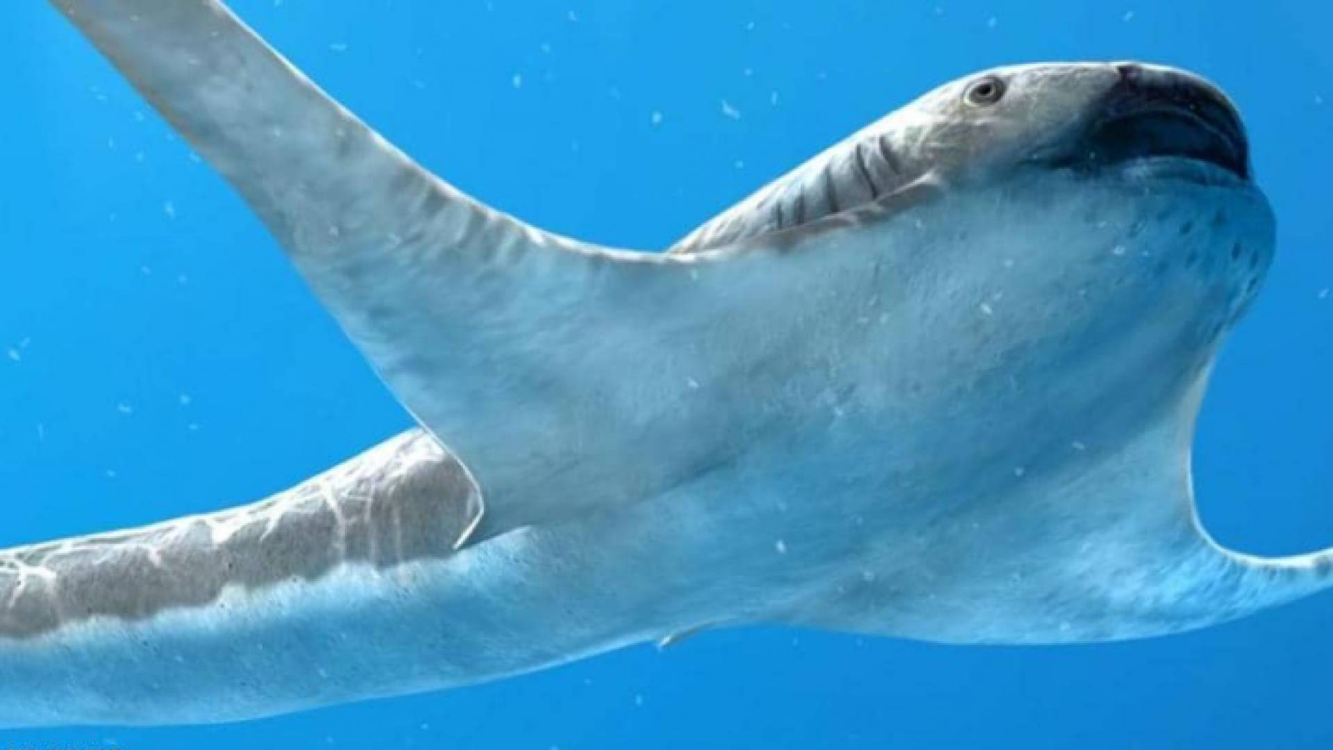 القرش المجنح