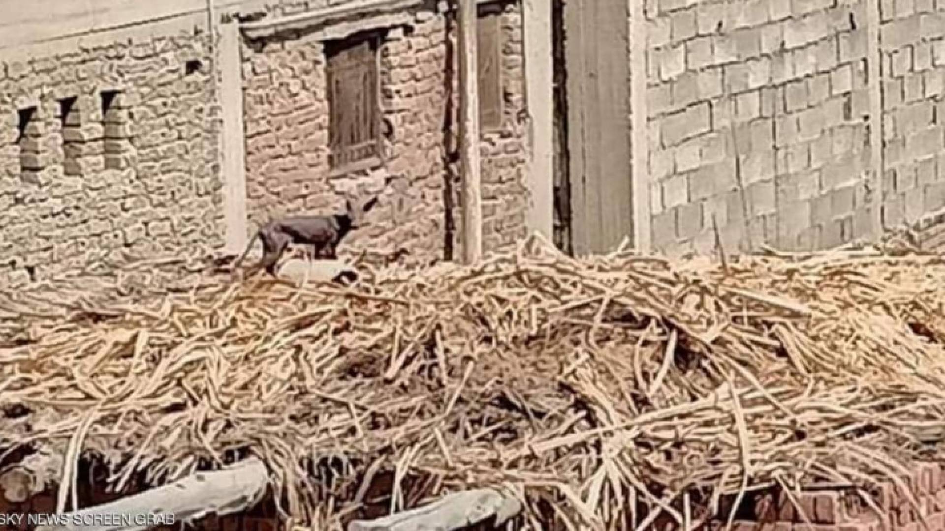 الحيوان الغريب الذي ظهر في إحدى المدن المصرية.