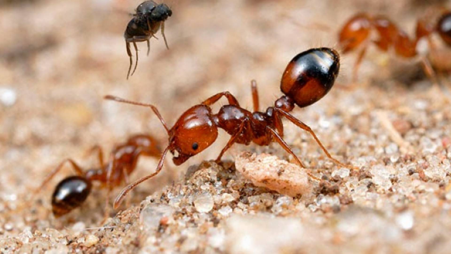 النمل الناري