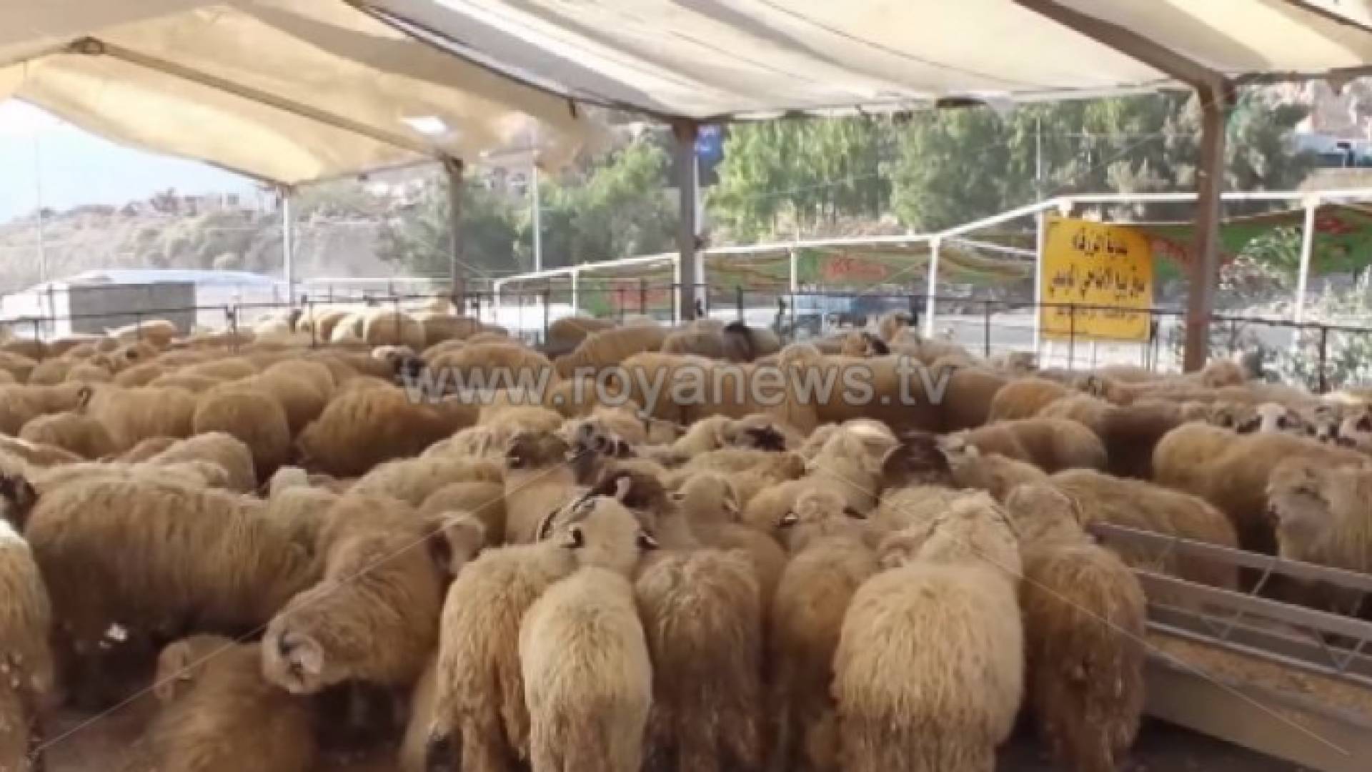 أغنام - ارشيفية