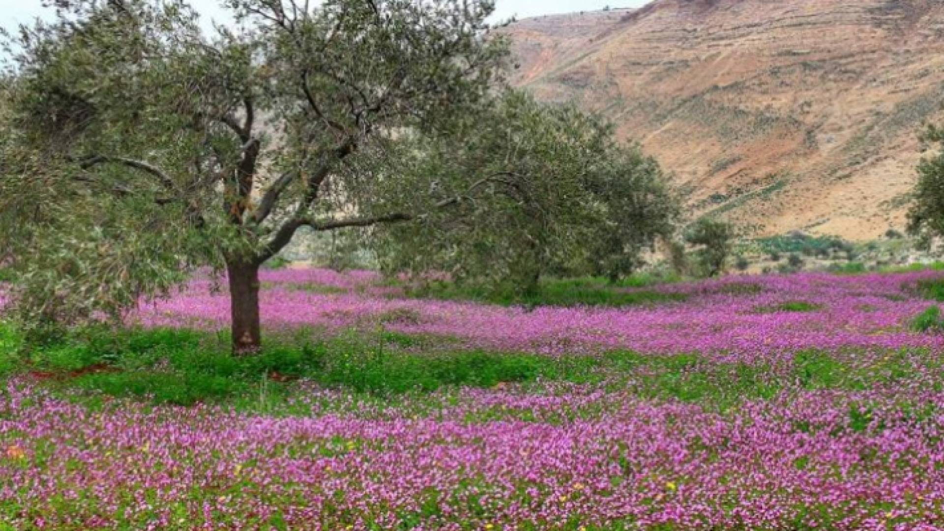 أجواء الربيع - ارشيفية