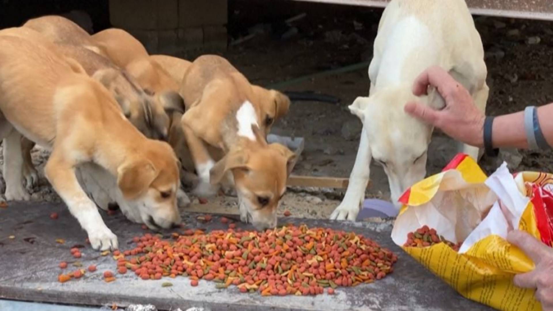 محاولات لمنع ازدياد حالات الاساءة للحيوانات في قطر