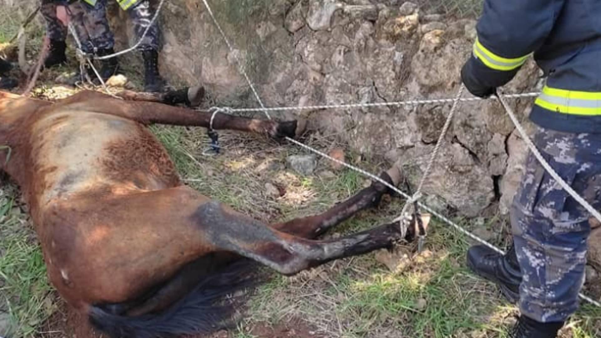 الدفاع المدني ينقذ حصان سقط داخل بئر ماء قيد الإنشاء في عمان
