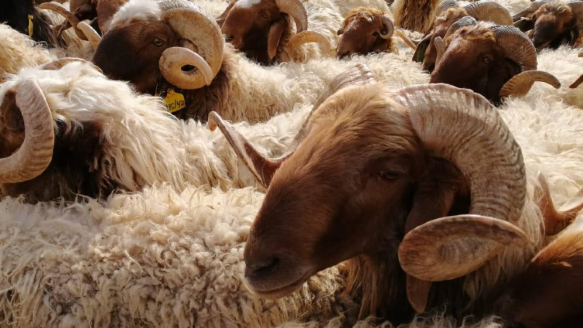 أغنام العواسي في الأردن - أرشيفية