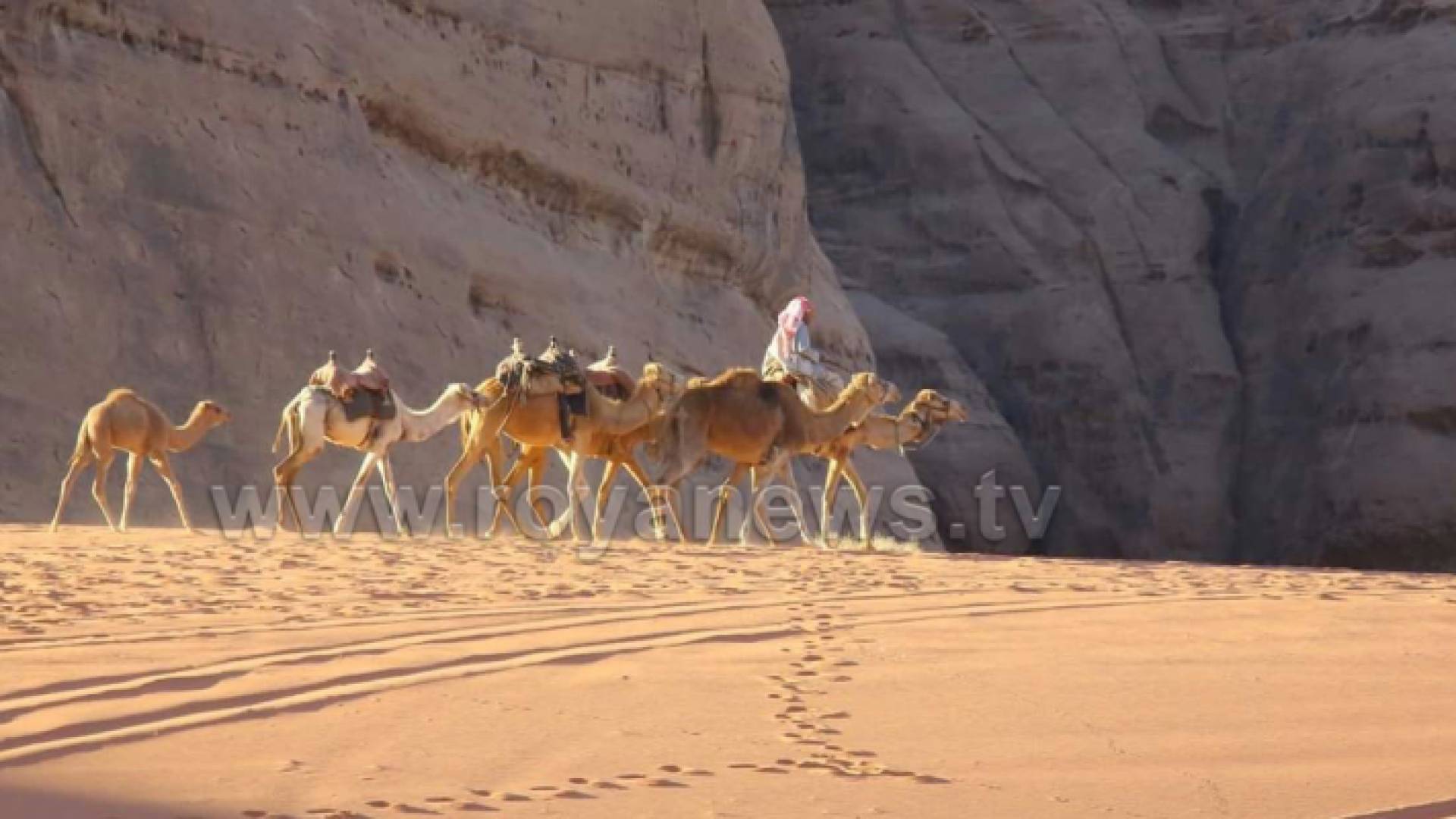 ارشيفية