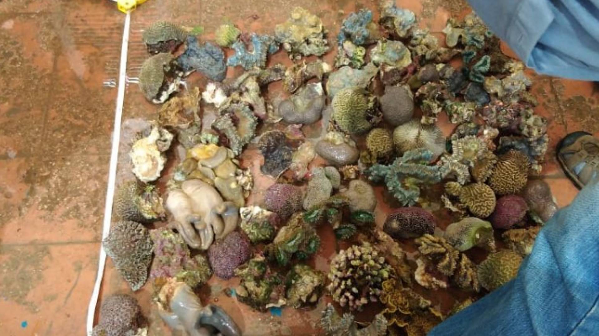 قطع المرجان التي تم محاولة تهريبها