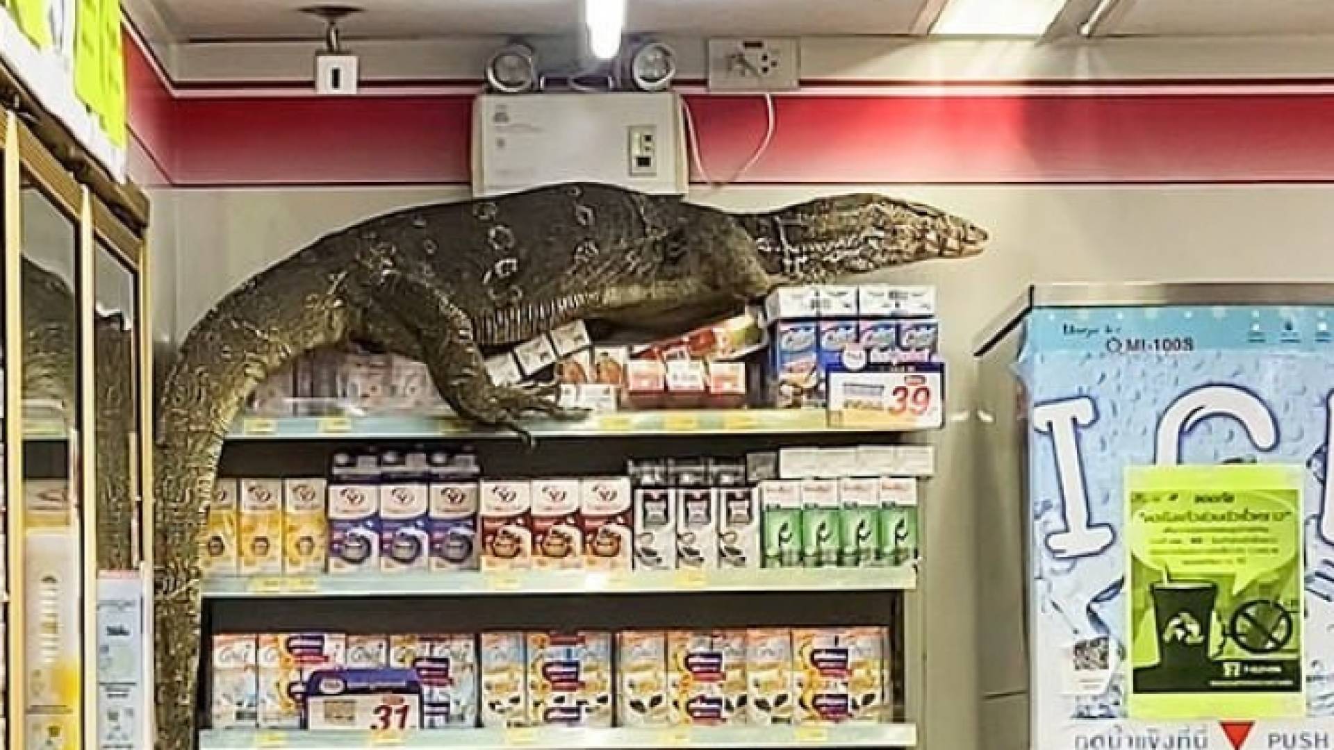 السحلية تسلقت رفوف المتجر