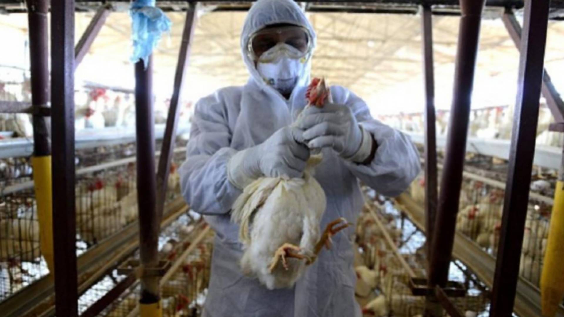 خلال إعدام طيور مصابة بالانفلونزا