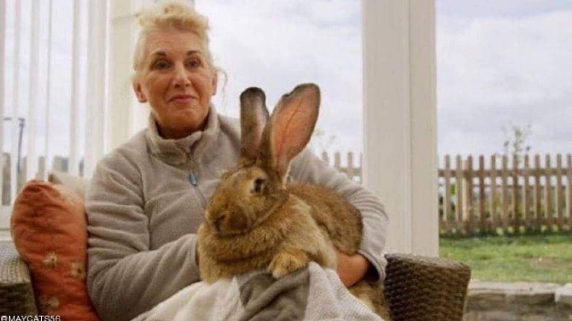 الأرنب مسجل في موسوعة غينيس للأرقام القياسية