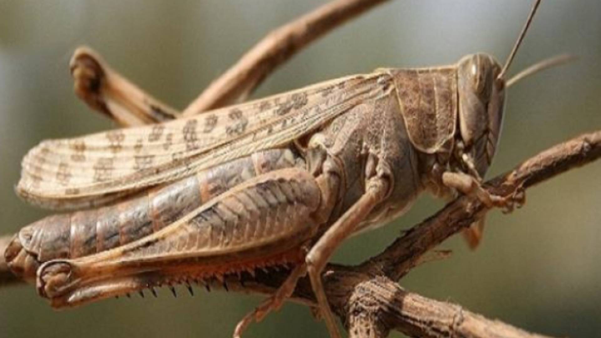 جراد - تعبيرية