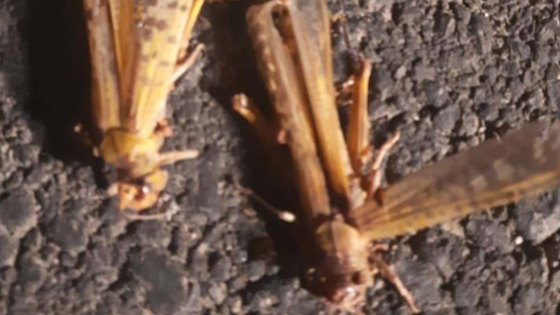 الجراد الصحراوي يصل لـ رويشد والزراعة تتابع