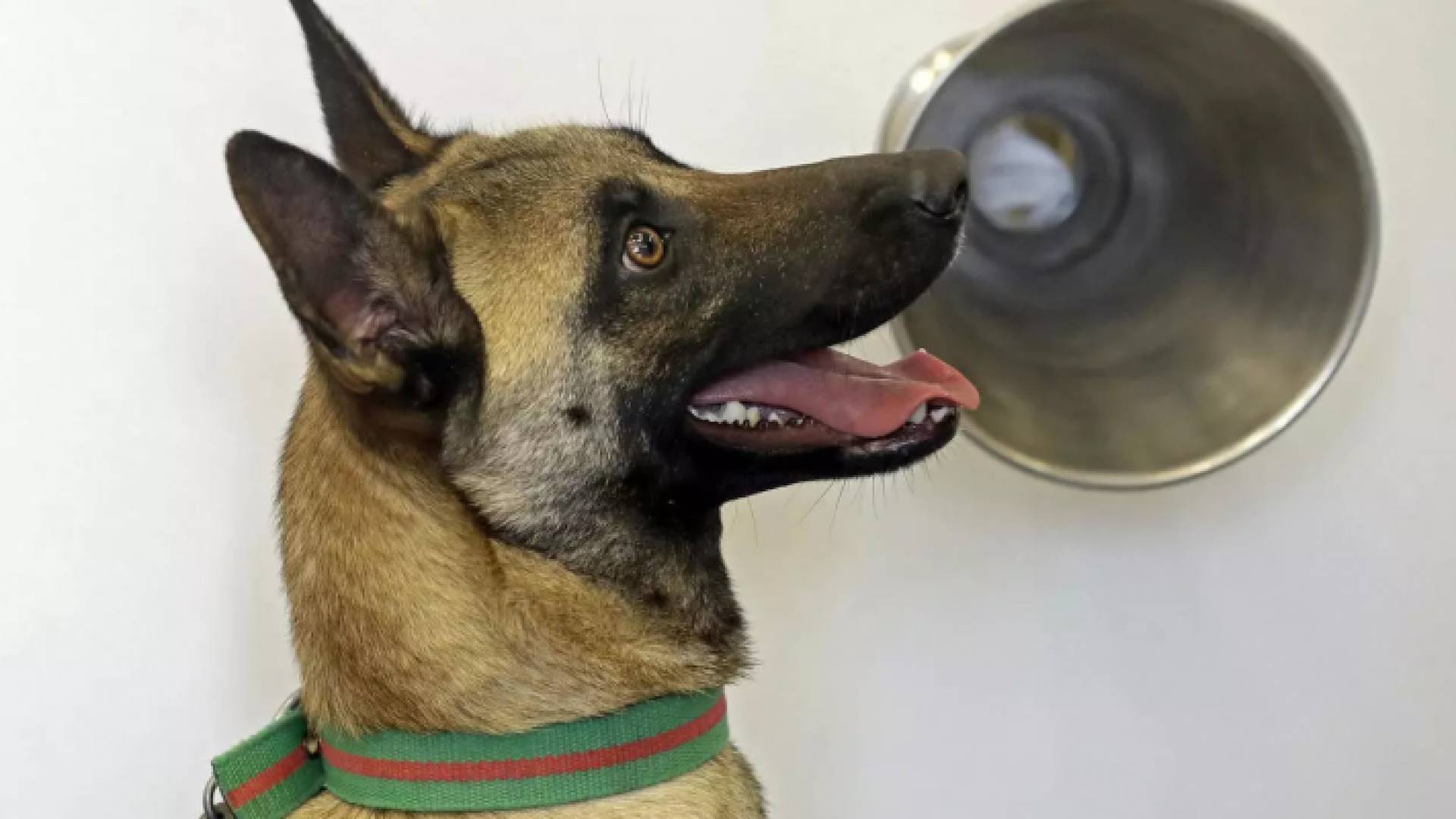 كلب مدرب على رصد فيروس كورونا