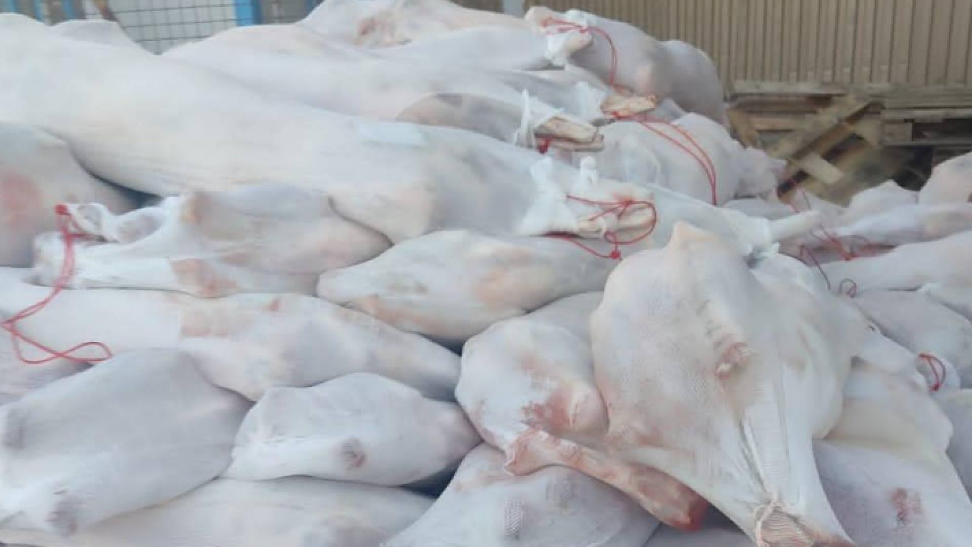 اللحوم السودانية المعدة للإرسال إلى الأردن