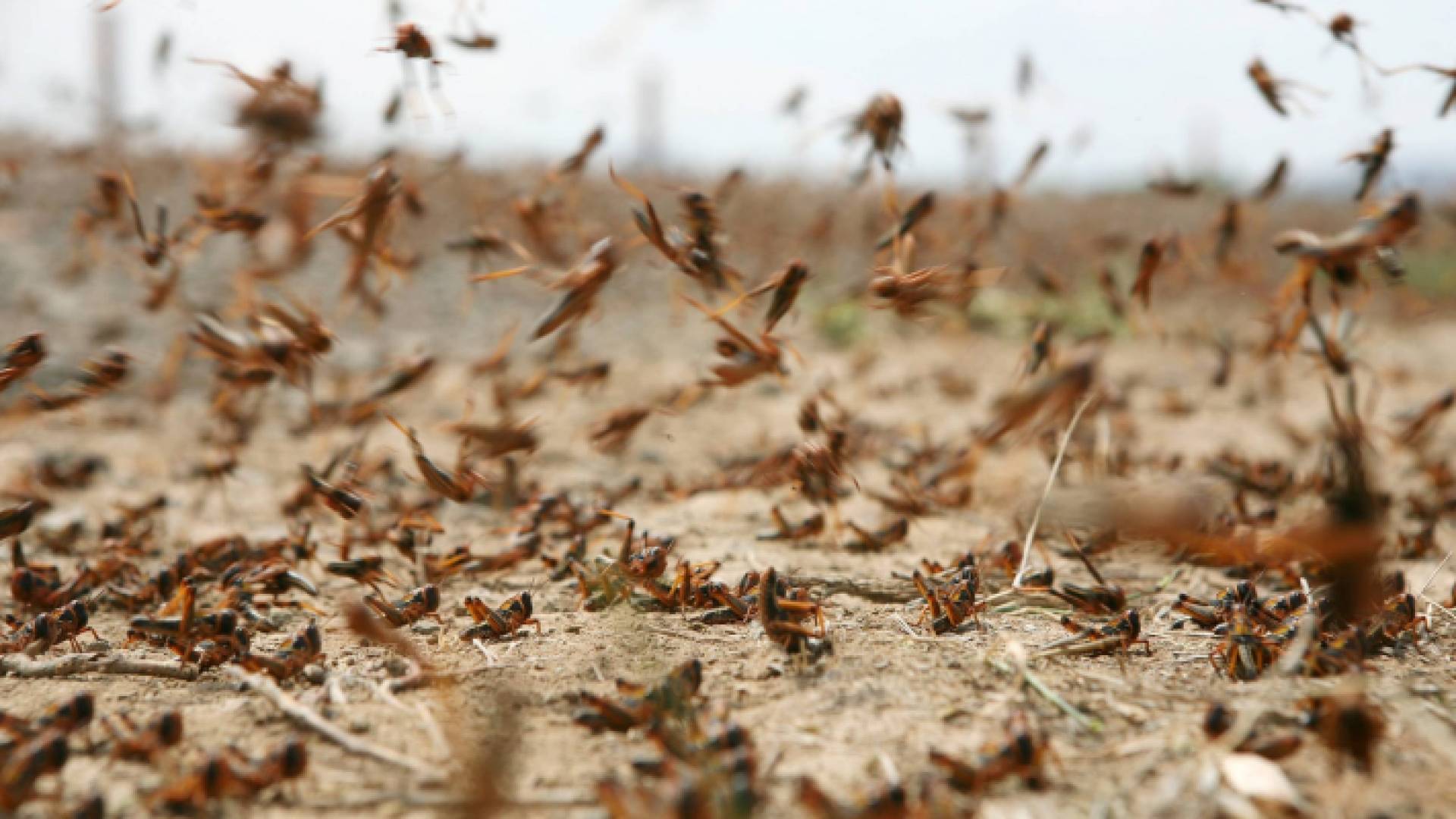سرب من الجراد الصحراوي