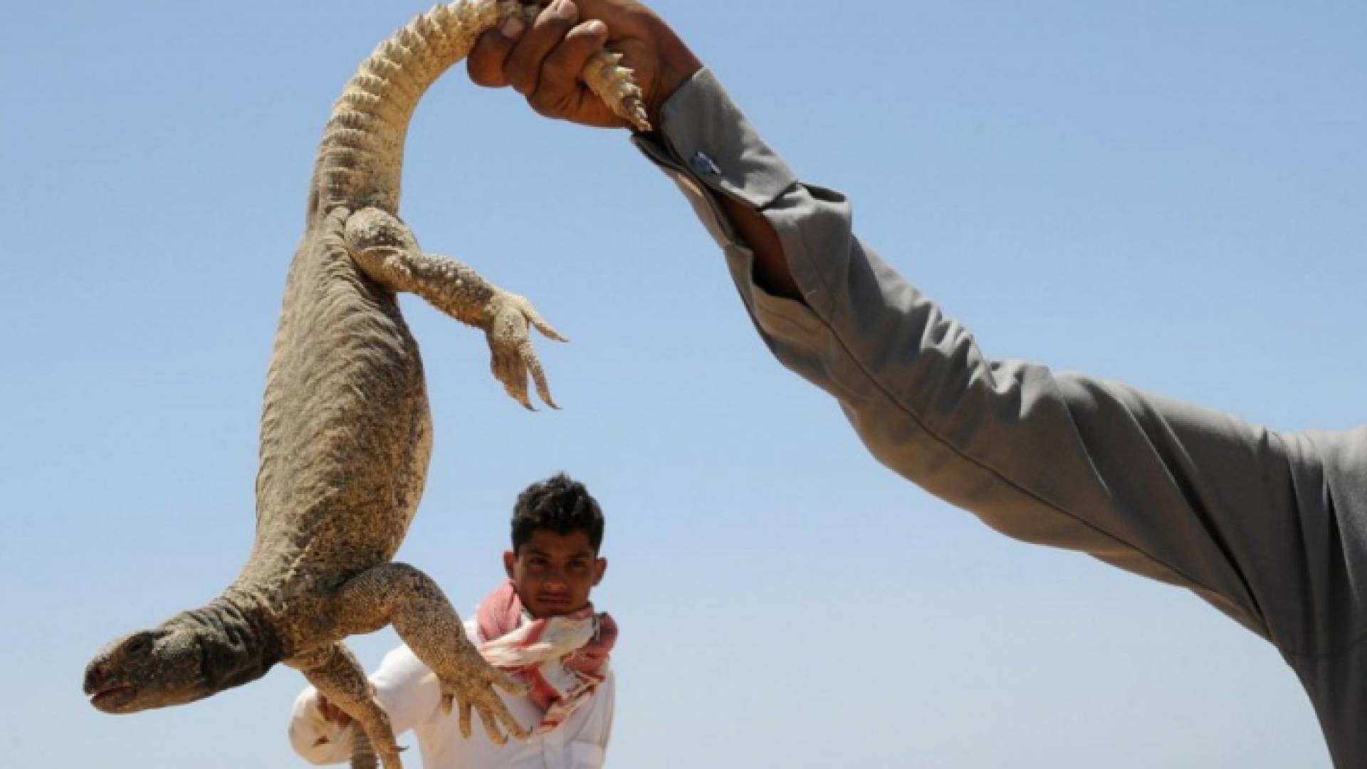 موسم صيد الضبان يبدأ سنويا في كنة الصيف